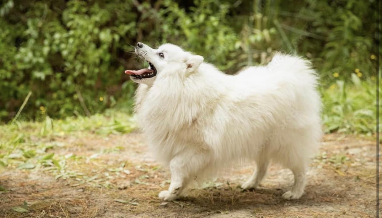 Mini-Spitz