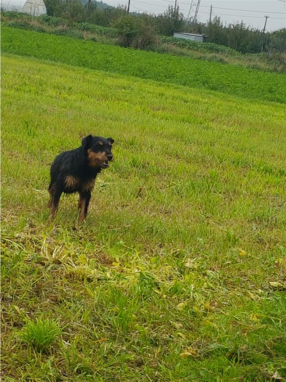 Shitet-bubi-terrier