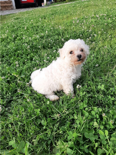 Bichon 