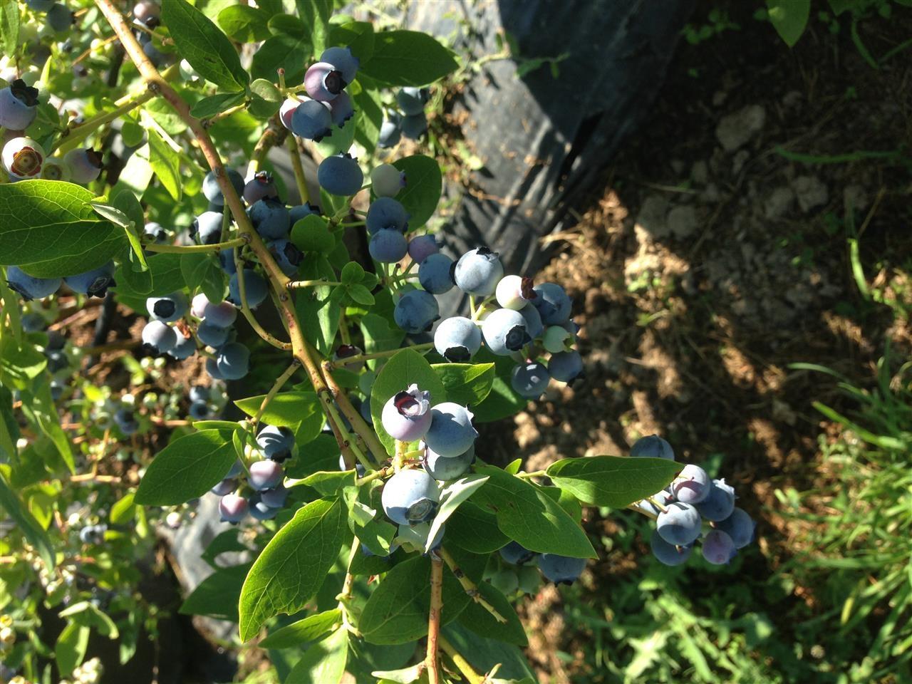 boronica