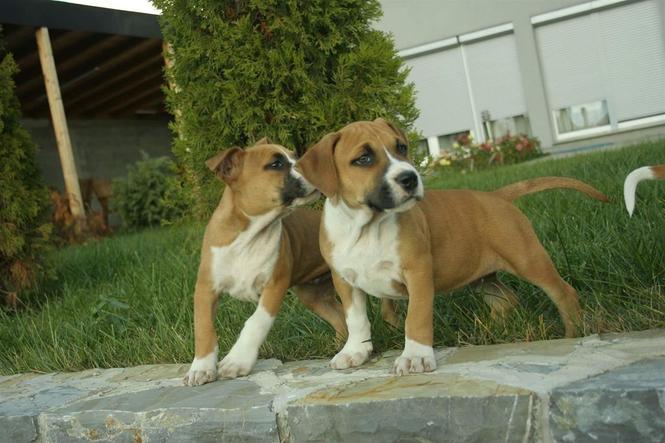 Pitbull
