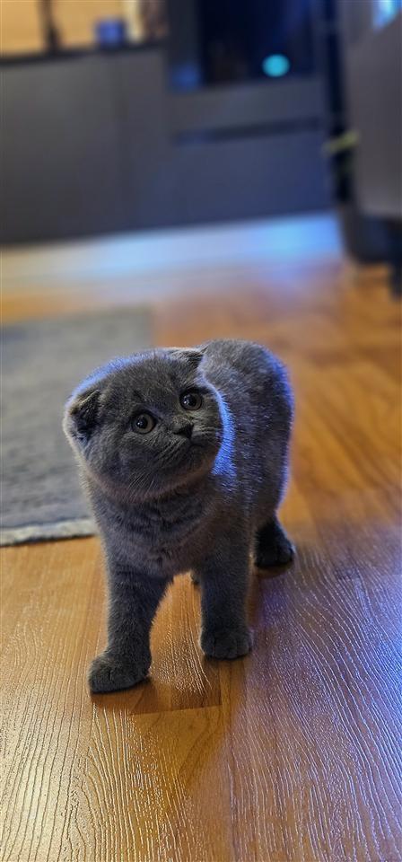 BritishShorthair---ScottishFold