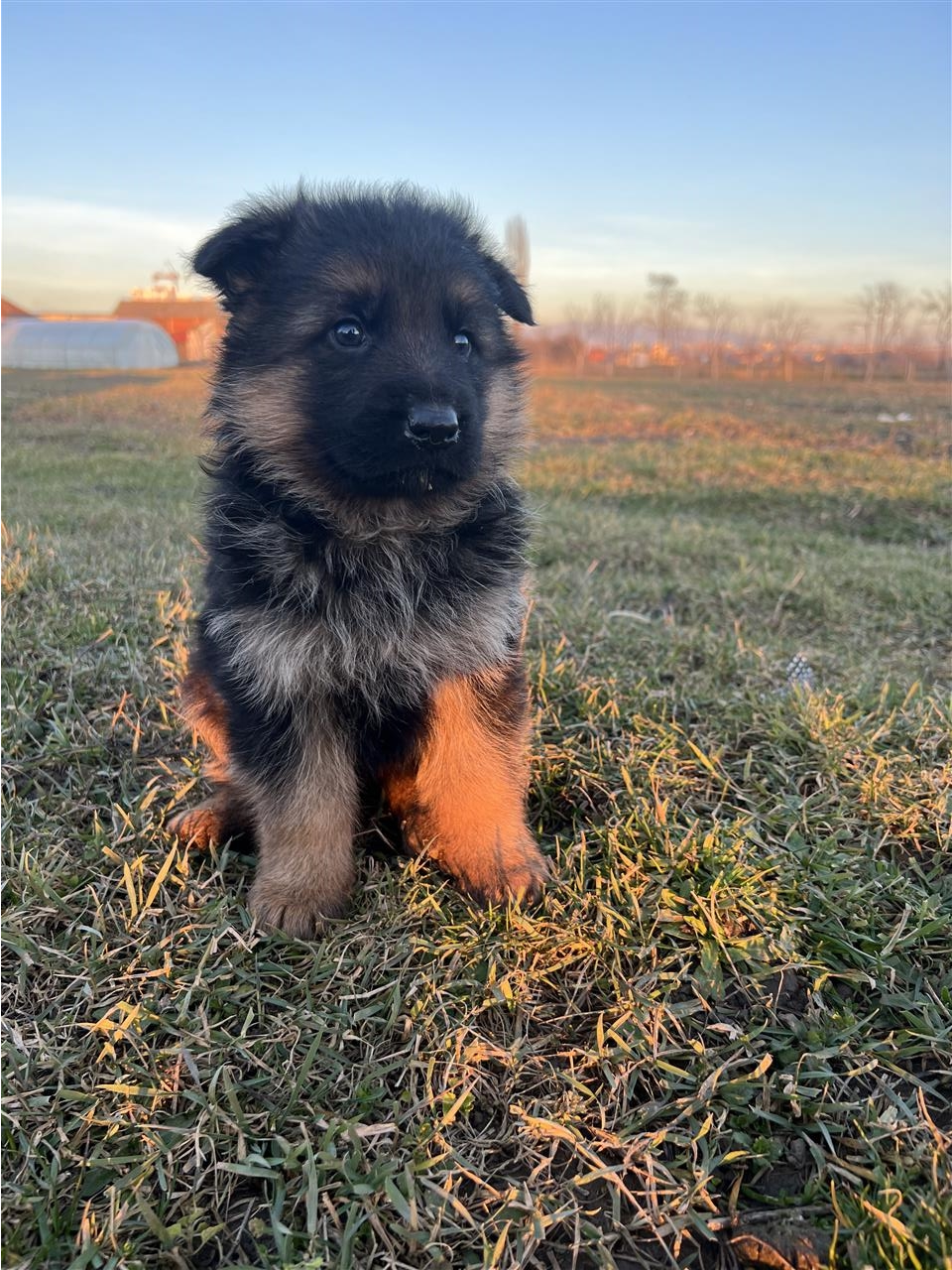 German-shepherd-