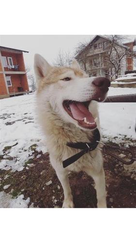 Haski