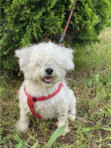 Maltese