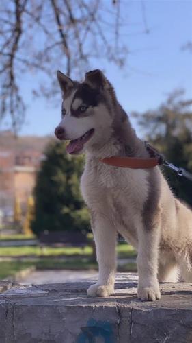 Husky 
