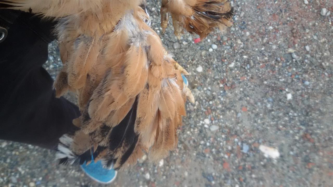 Brahma