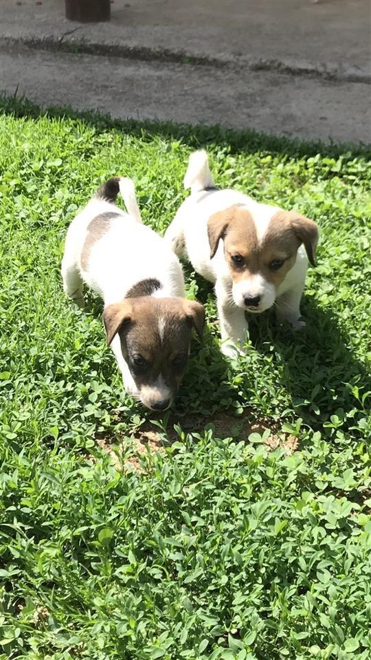 Jack-russell