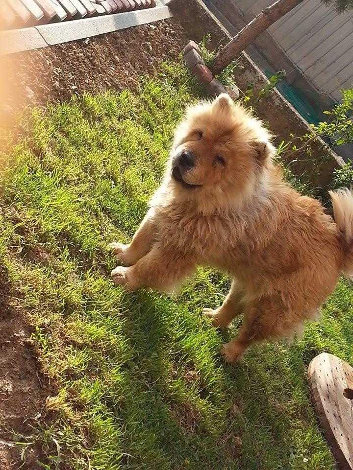 Chow-Chow