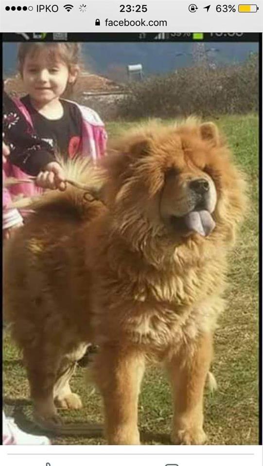 Chow-