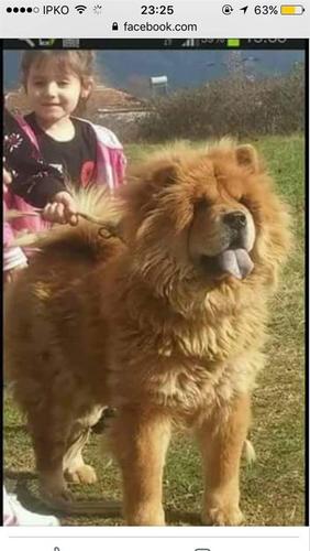 Chow 