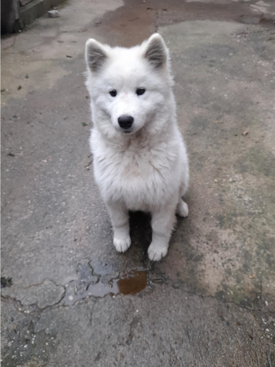 Samoyed