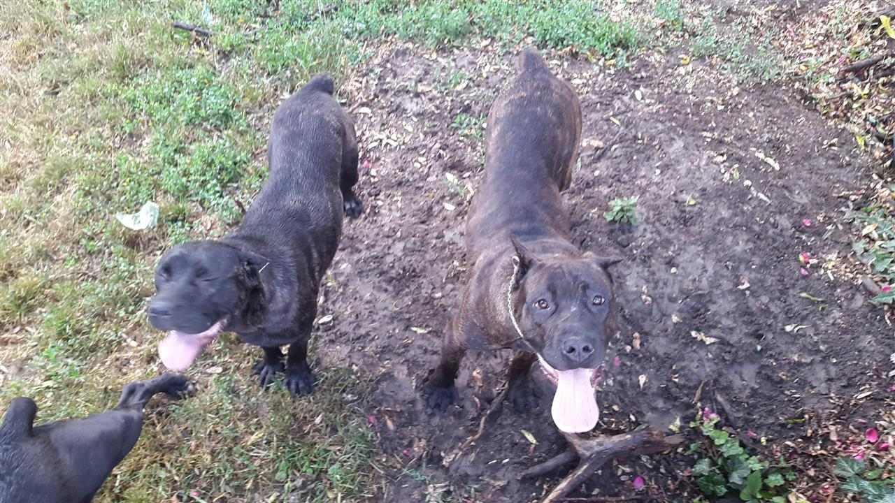 Cane-Corso-
