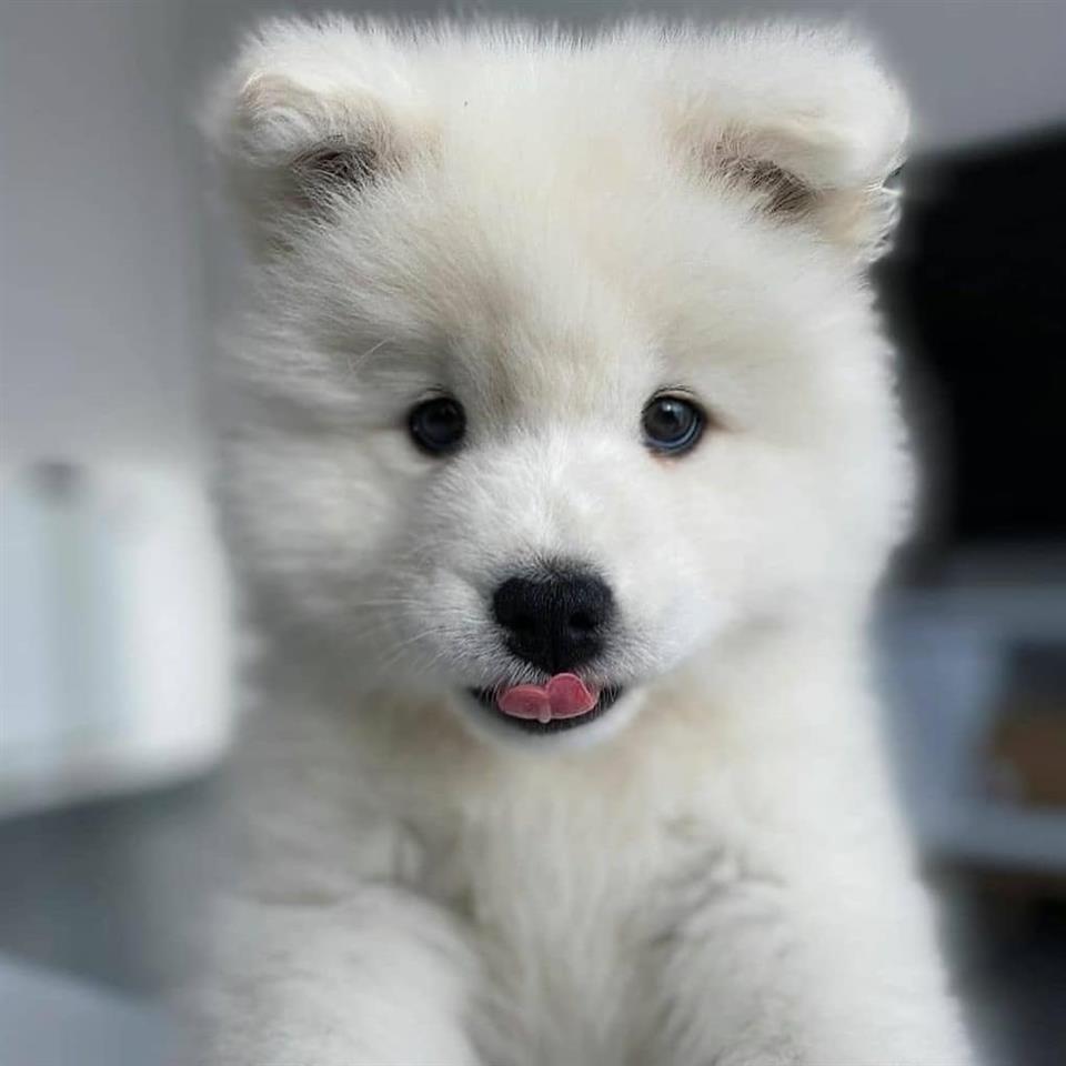Këlyshët-e-pastër-Samoyed
