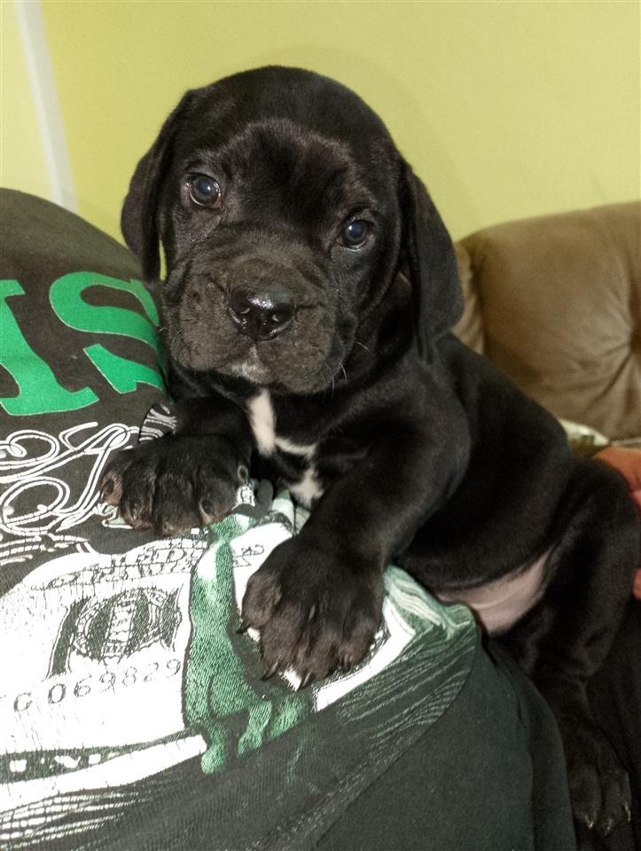 Cane-Corso-