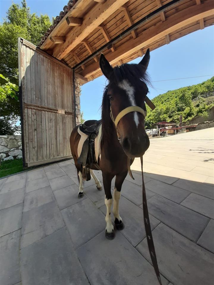 Shitet-pony-