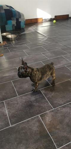 French buldog
