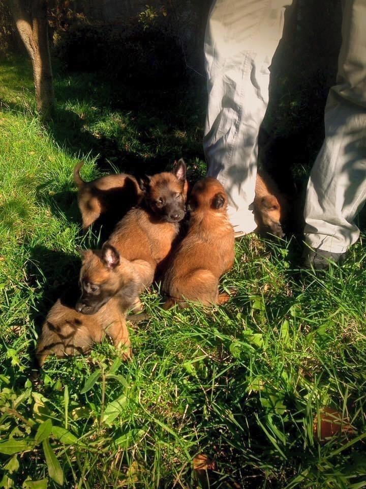 Belg-Malinois-Klysha
