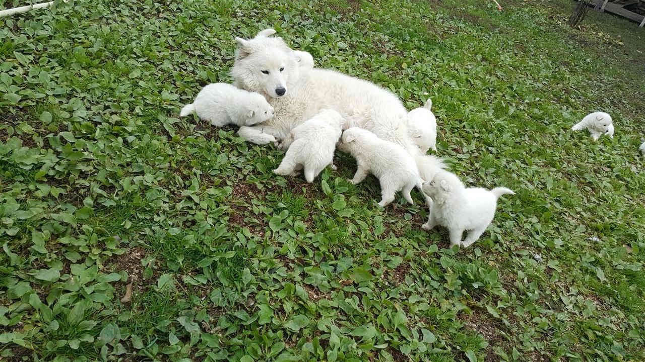 SAMOYED-KLYSH-
