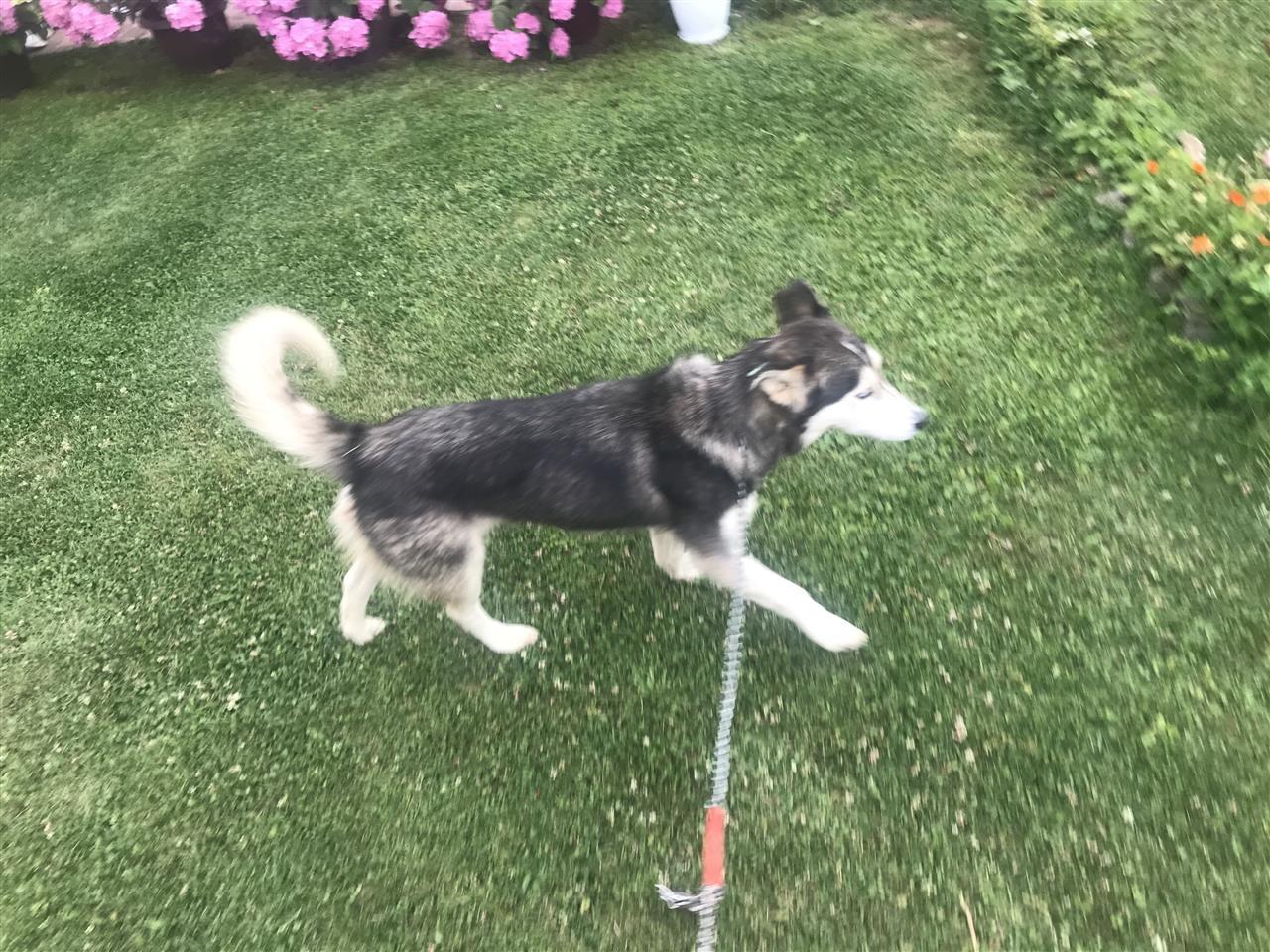 shitet-husky