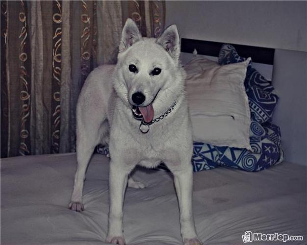 HUSKY