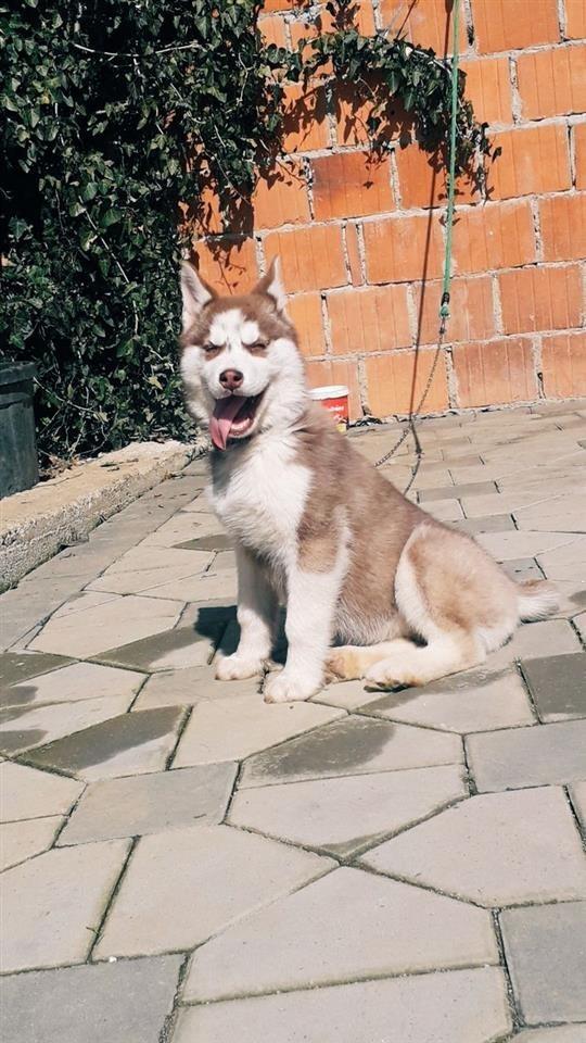 Haski