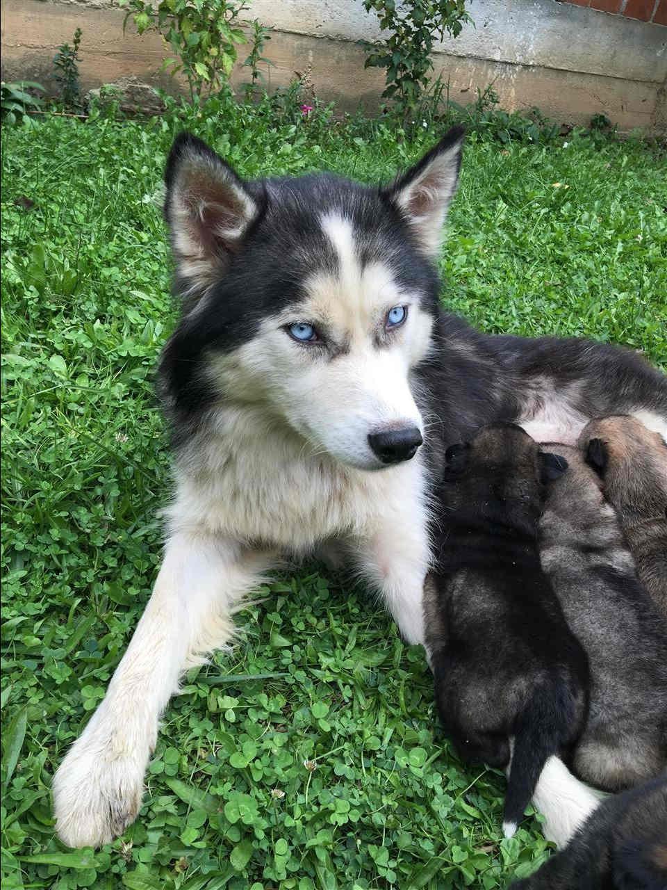 Husky-