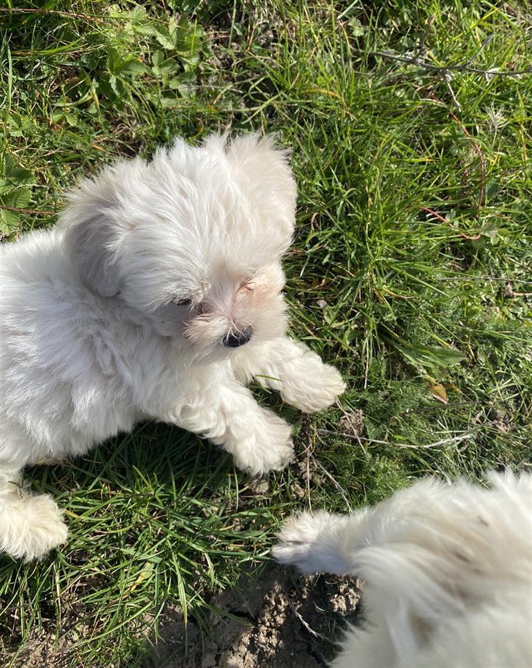 Mini-malteza