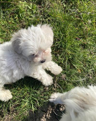 Mini malteza