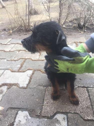Terrier