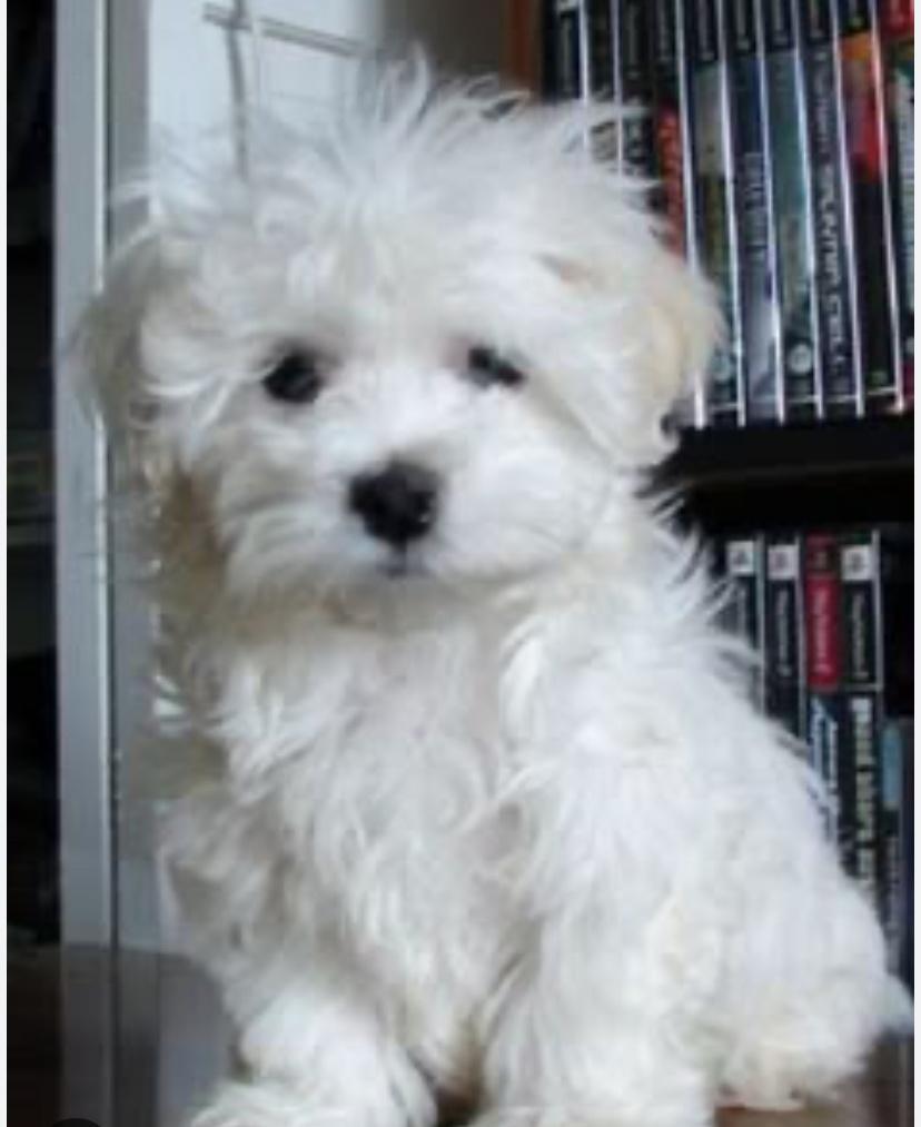 Mini-maltezer