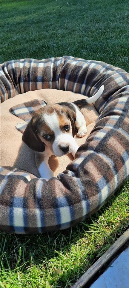 Beagle