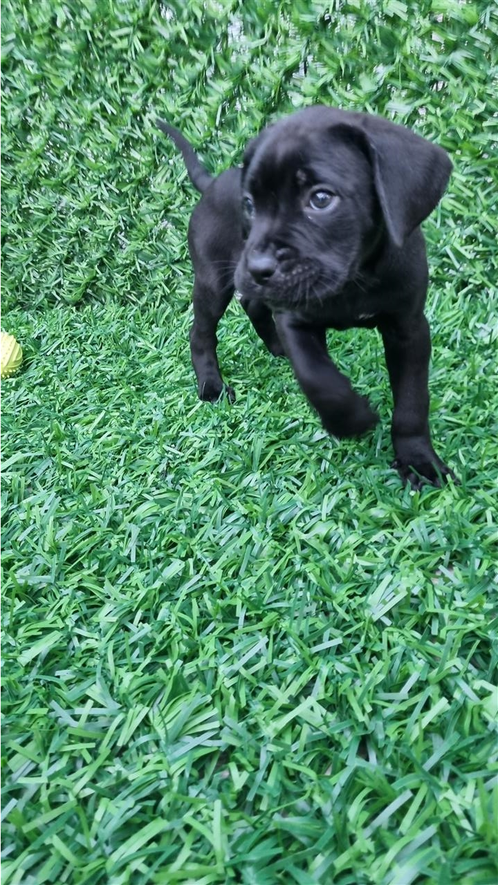 Cane-corsa