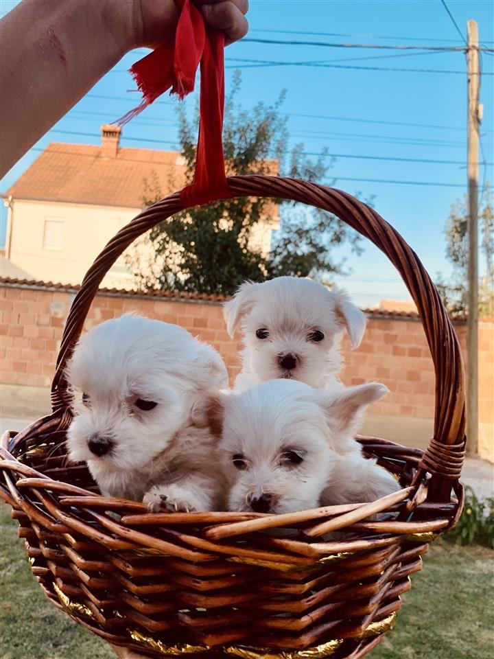 Mini-Maltese-kelysh