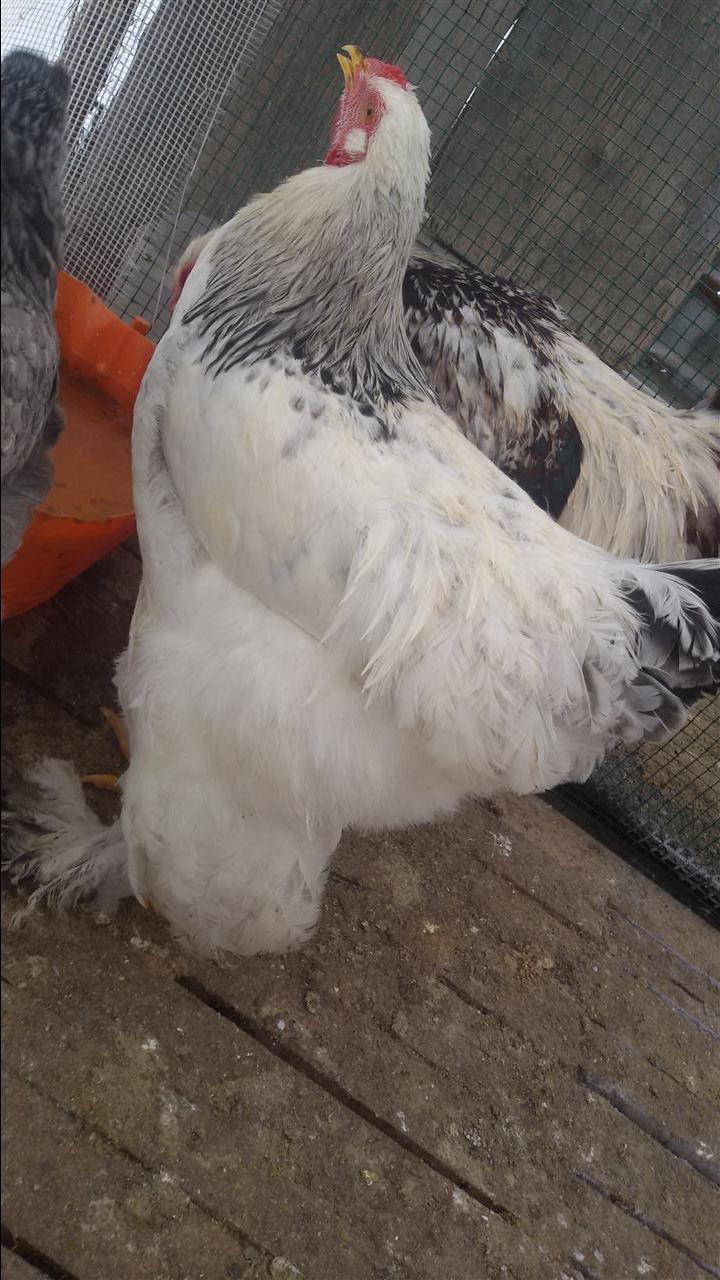 Brahma