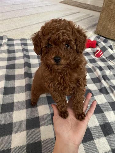Poodle mini