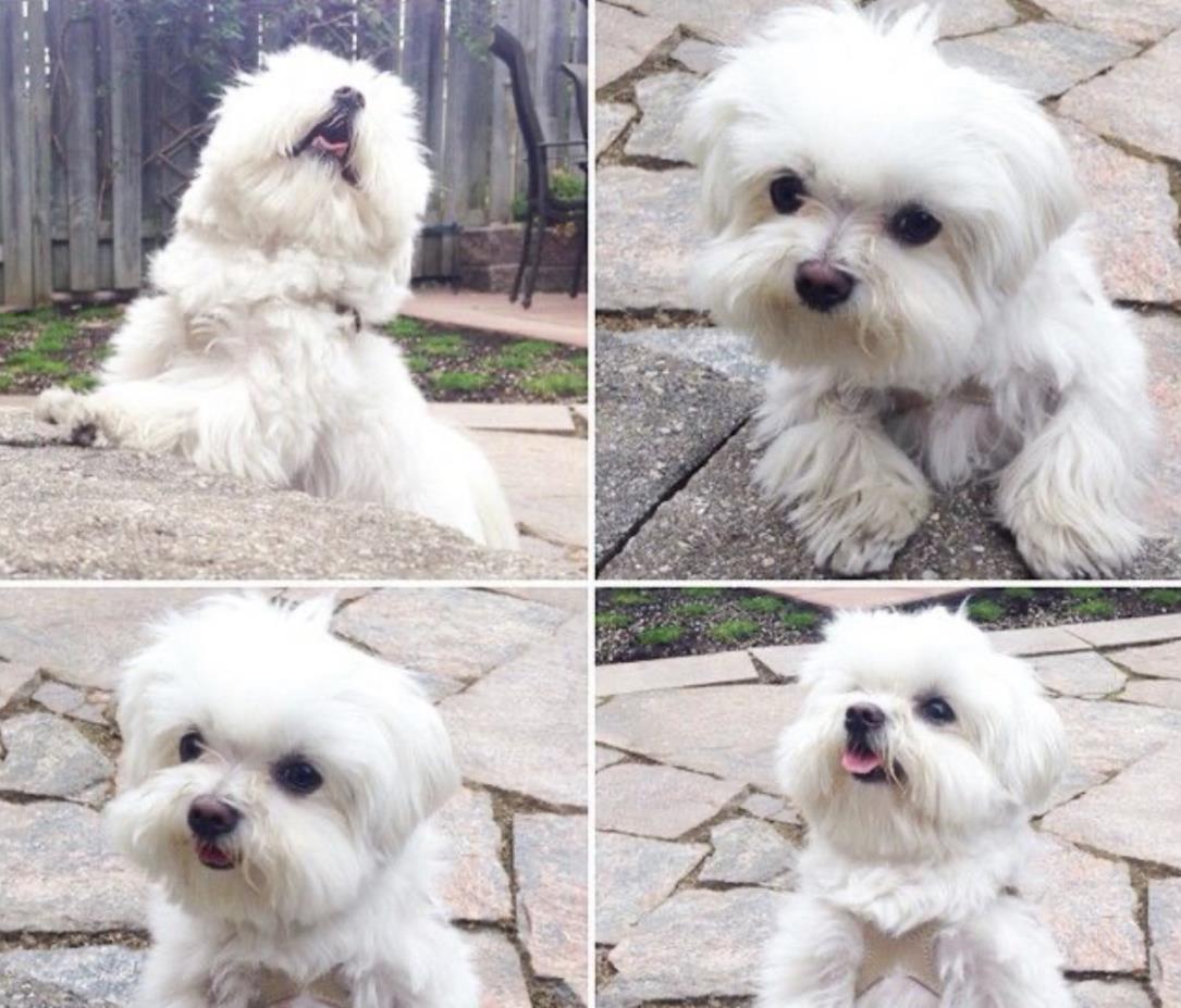 Maltezer