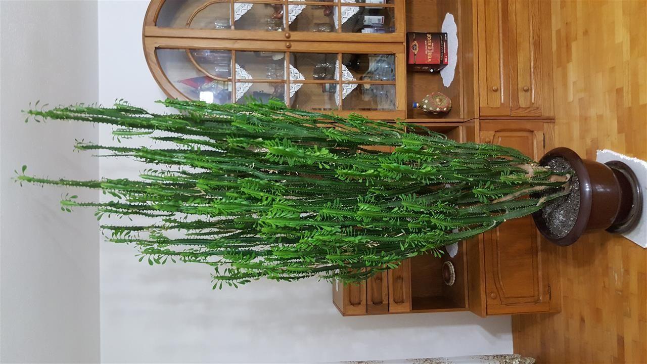 Lule-Kaktus