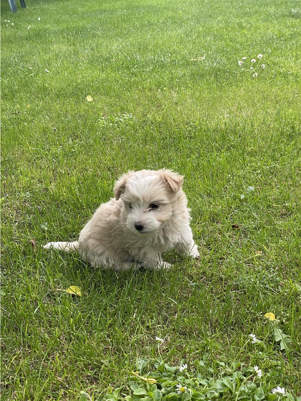 malteze