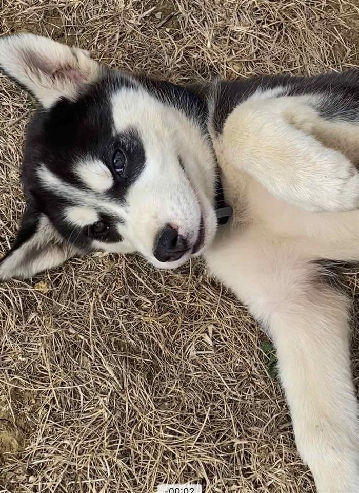 Husky