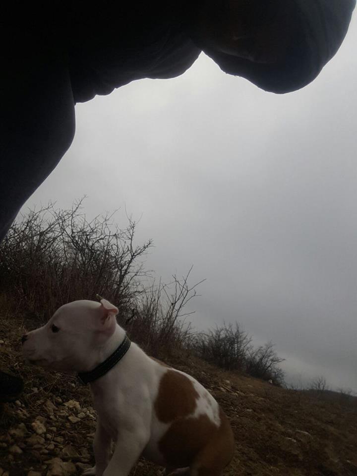pitbull