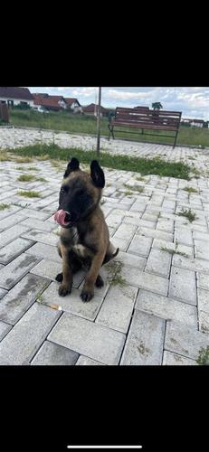 Belgian malinois