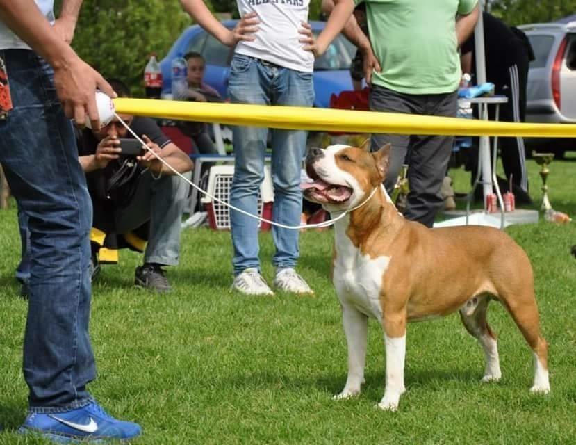 Pitbull
