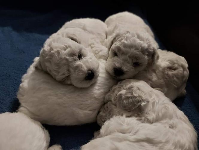 Bichon Frise 
