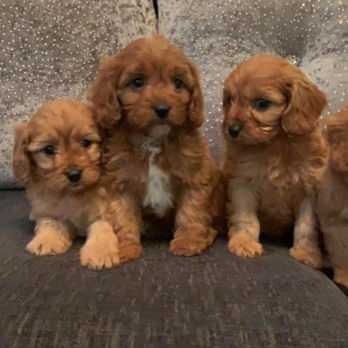 cavapoo puppies