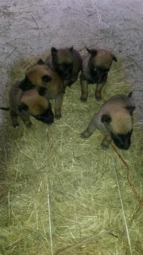 Malinois Belg