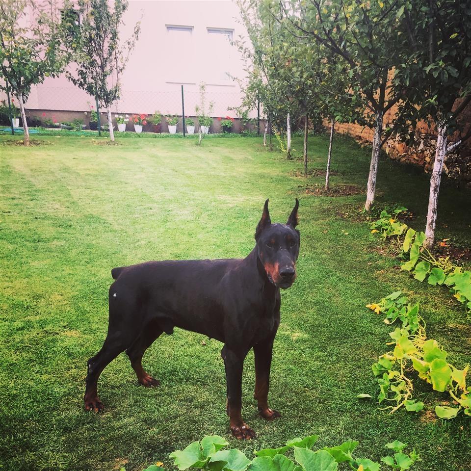 DobermanDogs-