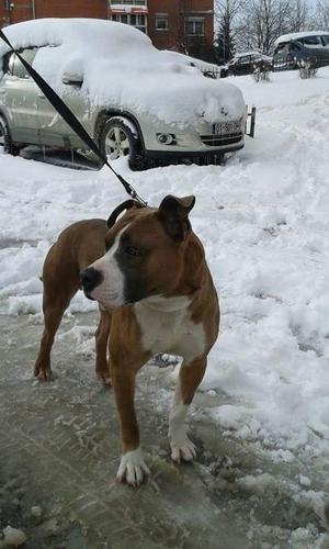 pitbull