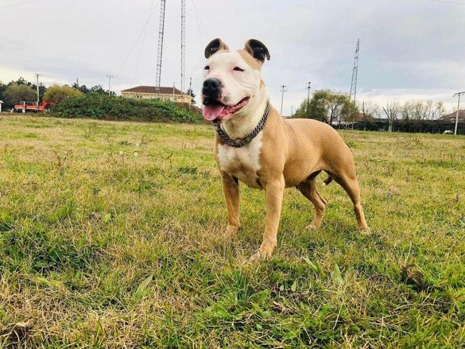 Pitbull