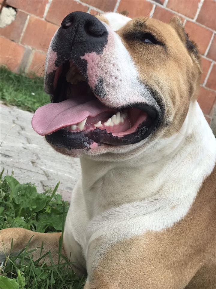 Pit-Bull